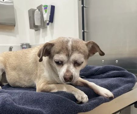 Riverside Regional Veterinary Group
