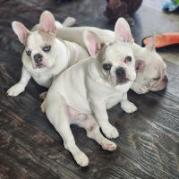 SoCal Animal Hospital ico