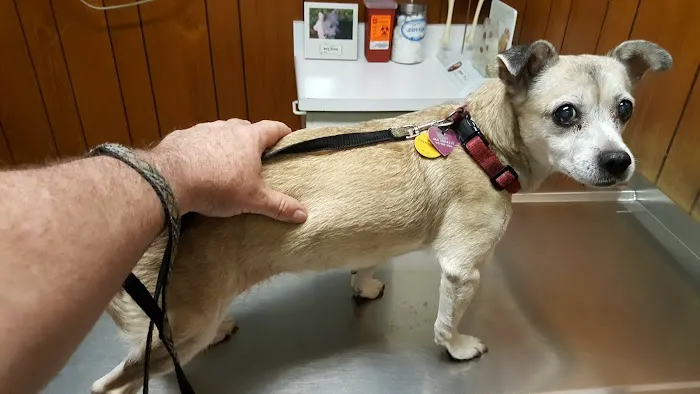 Small Animal Hospital Picture 1