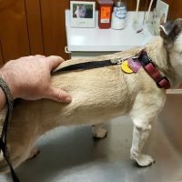 Small Animal Hospital ico