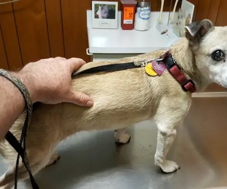 Small Animal Hospital
