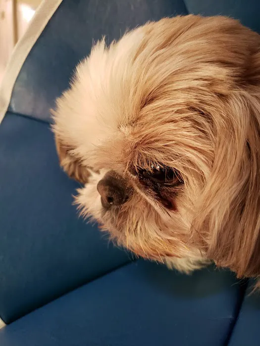 Small Animal Hospital: Fine Shavit DVM Picture 1