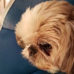 Small Animal Hospital: Fine Shavit DVM