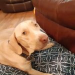 Bowie Pet Clinic