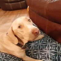 Bowie Pet Clinic ico