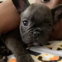 Double X Veterinary Services ico