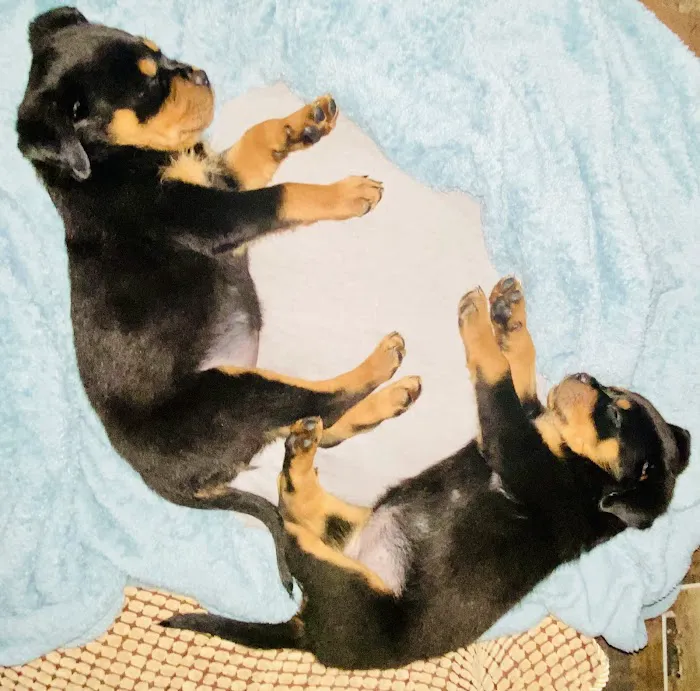 Double X Veterinary Services Picture 8
