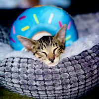 Barks + Bliss Veterinary Wellness ico