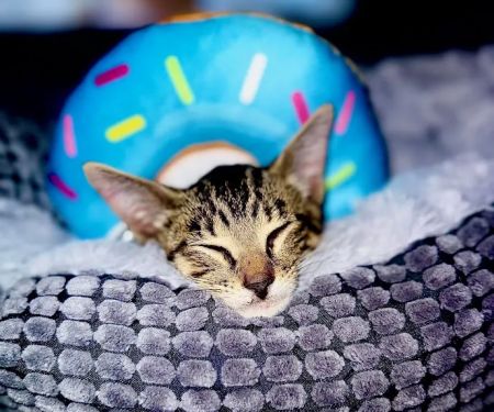 Barks + Bliss Veterinary Wellness