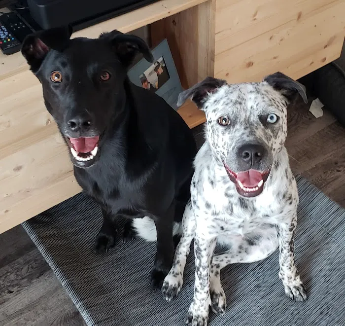 Barks + Bliss Veterinary Wellness Picture 7