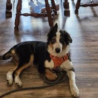 Banfield Pet Hospital ico