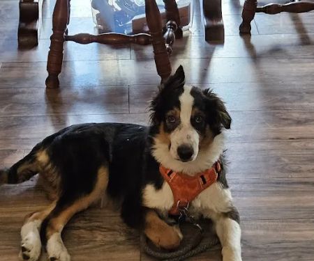 Banfield Pet Hospital