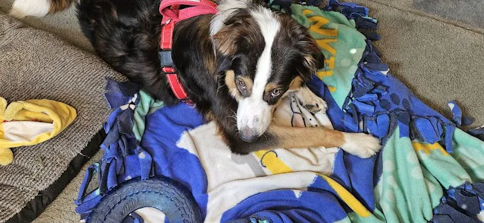 Banfield Pet Hospital Picture 4