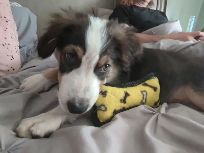 Banfield Pet Hospital Picture 8