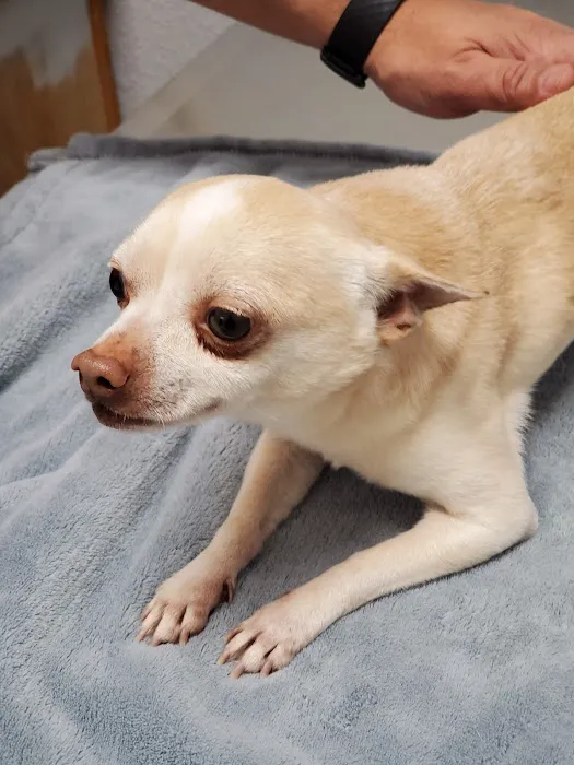 Animal Emergency Center of Temple- Belton Picture 5