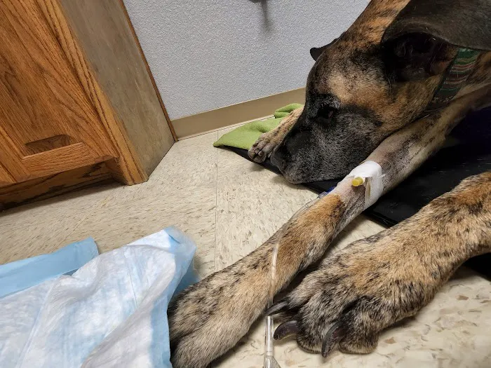 Animal Emergency Center of Temple- Belton Picture 7