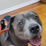 Lakewood Veterinary Center