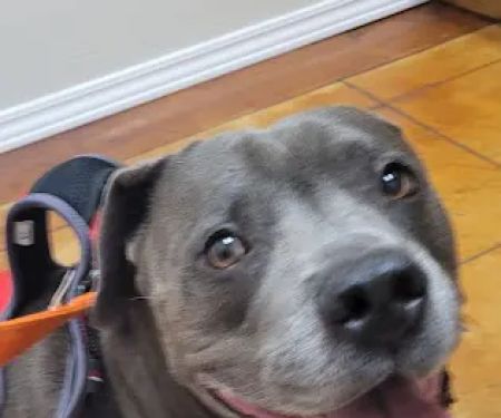 Lakewood Veterinary Center