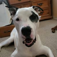 Temple Veterinary Hospital Medical and Surgical Center ico