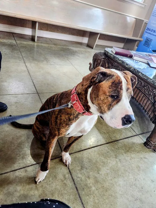 Temple Veterinary Hospital Medical and Surgical Center Picture 4