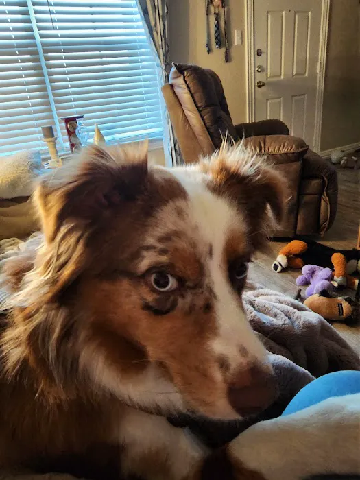 Family Pet Clinic Picture 4