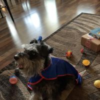 Family Pet Clinic ico