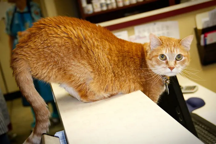Family Pet Clinic Picture 3