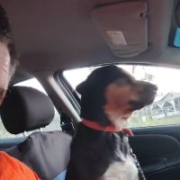East Lake Veterinary Hospital at Center Ranch ico