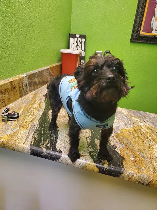The Vet On West Main Picture 1