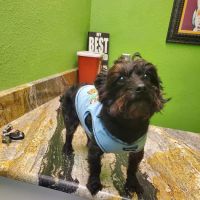 The Vet On West Main ico