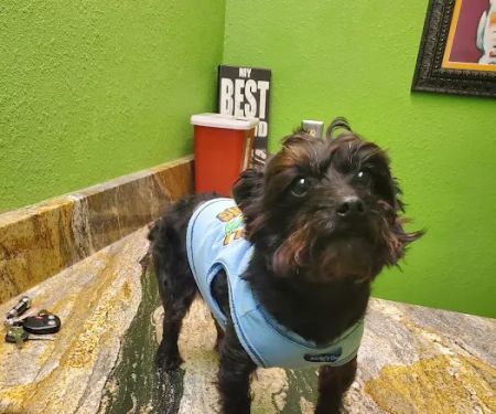 The Vet On West Main