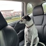 Hampton Cove Animal Hospital & Covepets