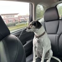 Hampton Cove Animal Hospital & Covepets ico