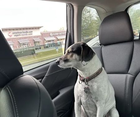 Hampton Cove Animal Hospital & Covepets