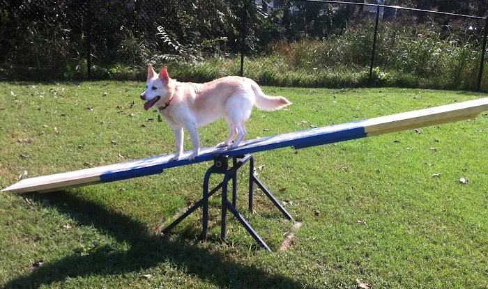 Whitesburg Animal Hospital Picture 9