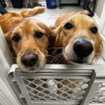 South Huntsville Veterinary Hospital
