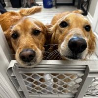 South Huntsville Veterinary Hospital ico