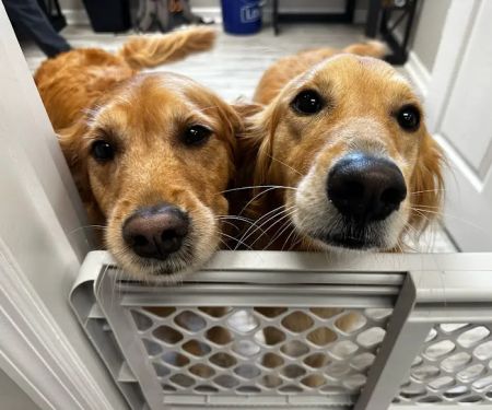 South Huntsville Veterinary Hospital