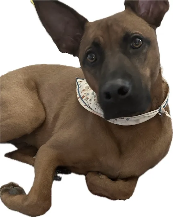 Best Friends Animal Hospital Picture 3