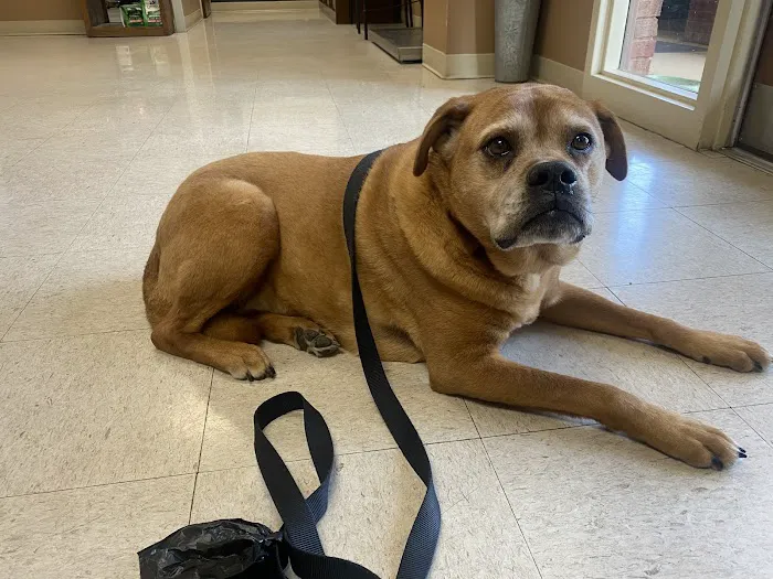 Best Friends Animal Hospital Picture 2