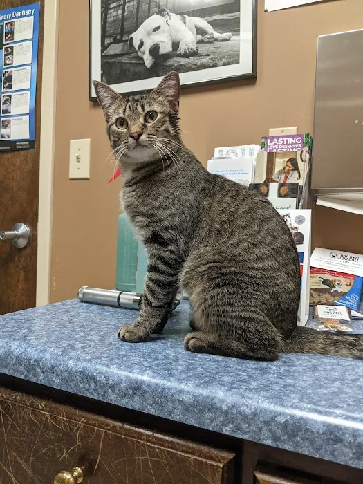 Best Friends Animal Hospital Picture 4