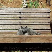 Best Friends Animal Hospital ico