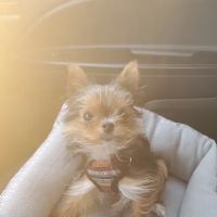 Madison Animal Care Hospital ico
