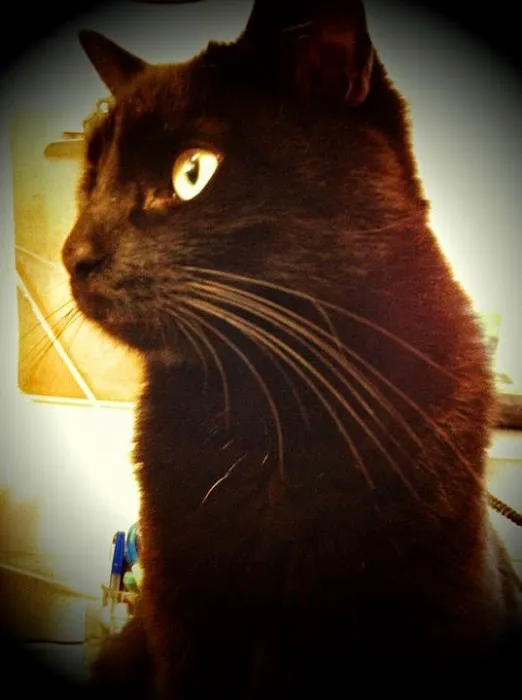 Madison Animal Care Hospital Picture 5