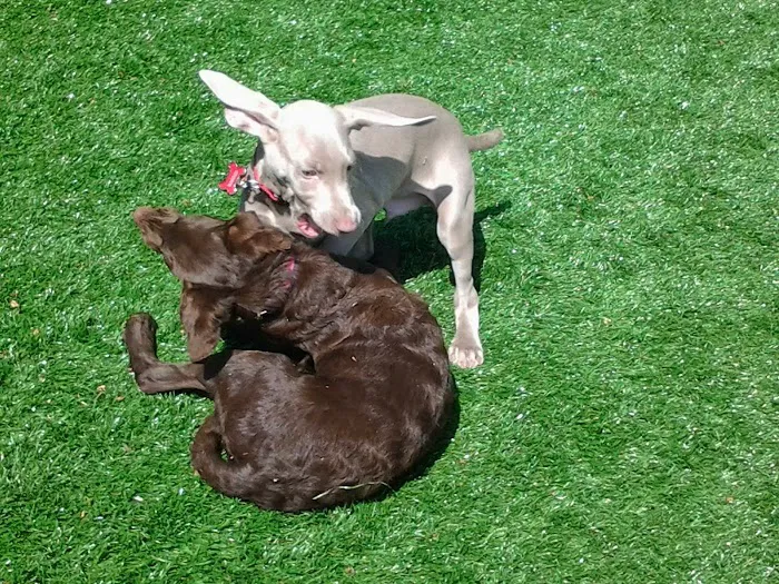 Madison Animal Care Hospital Picture 9