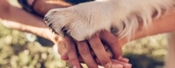 Paradise Animal Hospital Picture 1