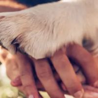 Paradise Animal Hospital ico