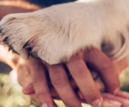 Paradise Animal Hospital