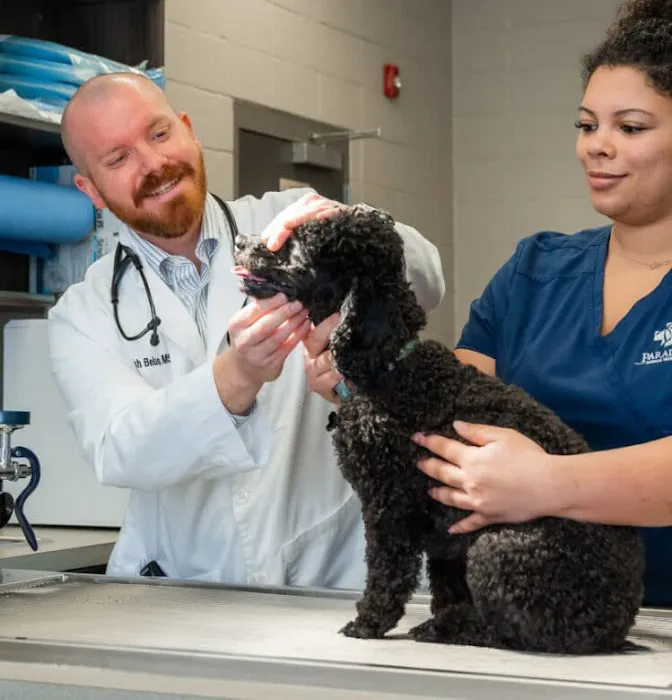 Paradise Animal Hospital Picture 6