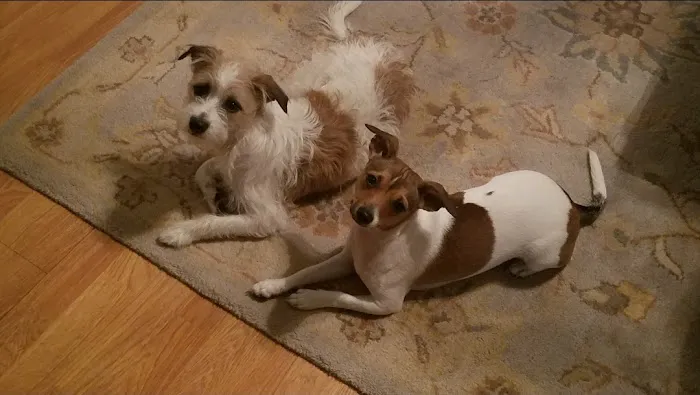 Paradise Animal Hospital Picture 8